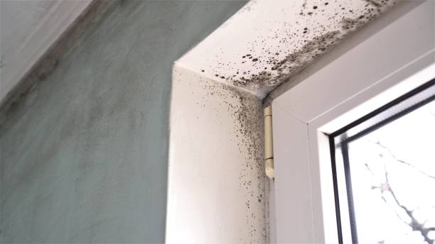 Best Industrial Mold Remediation  in Pottstown, PA
