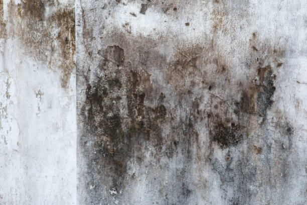 Dehumidification Services in Pottstown, PA