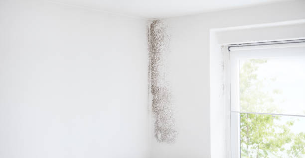 Best Dehumidification Services  in Pottstown, PA